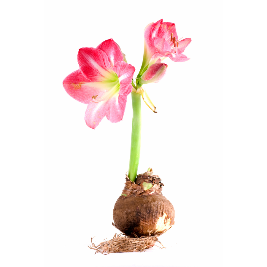 Verzorgingstips Amaryllis